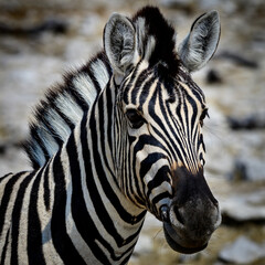 Plains zebra prortrait