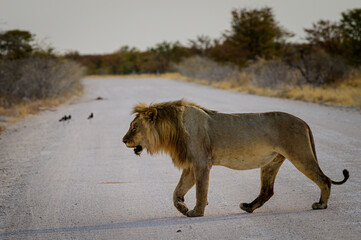 Male lion crossing the road