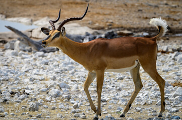 Male black-faced impala in rut display