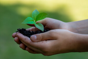 Child holding tiny green plant in hands, planting tress, saving environment earth concept