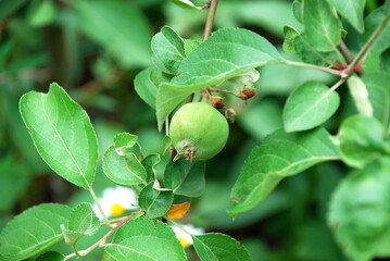 Small green apple on a branch. On a brown branch of an apple tree, a small green apple has grown among the green leaves. Empty flowers are visible nearby on the same branch
