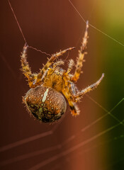 Garden Spider