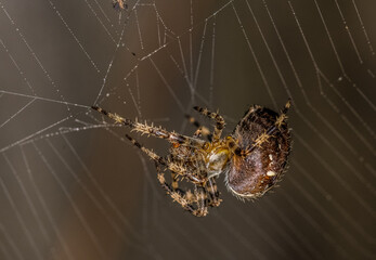 Garden Spider