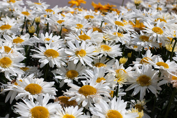 White flowers with yellow centres, daisies