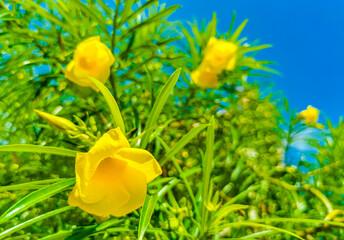 Naklejka premium Yellow Oleander flower on tree with blue sky in Mexico.