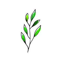 Branch with leaves in doodle style on an isolated white background. Botanical simple illustration. Stock vector illustration.