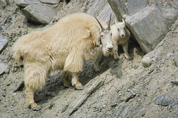Closeup of mother and baby mountain goats, Glacier National Park, Montana, USA
