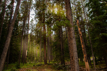 Pine trees forest