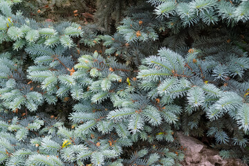 Bright blue branches of fir tree in summer