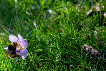 Bee collecting pollen from a flower in the Sierra de Madrid. Gathering insects