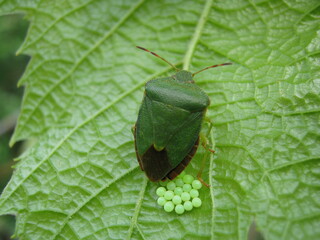 A green insect lays eggs close-up, insect eggs close-up.