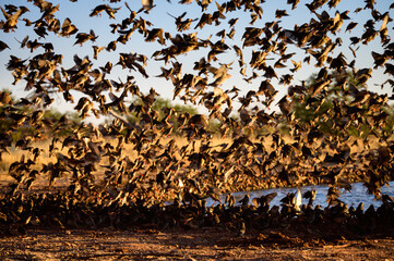 Red-billed quelea flock