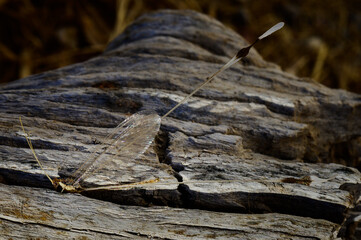 Spoonwing on a dry log