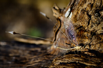 Spoonwing on a dry log