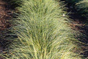Beautiful horizontal texture of green and yellow ornamental grass Carex is in a garden in autumn - obrazy, fototapety, plakaty