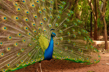 Obraz premium Portrait of a beautiful peacock with feathers sticking out.