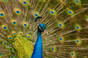 Fototapeta na wymiar Portrait of a beautiful peacock with feathers sticking out.