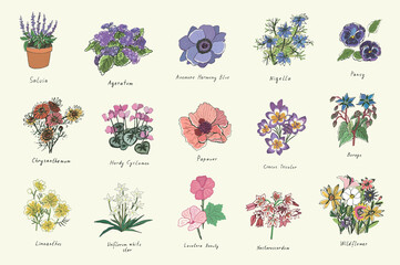 spring flowers vector illustrations set - obrazy, fototapety, plakaty