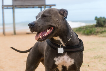 Pit Bull dog playing on the beach, enjoying the sea and sand. Sunny day. Selective focus.