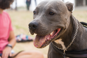 Pit Bull dog playing on the beach, enjoying the sea and sand. Sunny day. Selective focus.