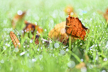 Feuchtes grünes Gras und Laubbläter mit Wassertropfen im Frühling.