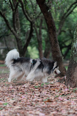 Obraz premium nature park animal peace