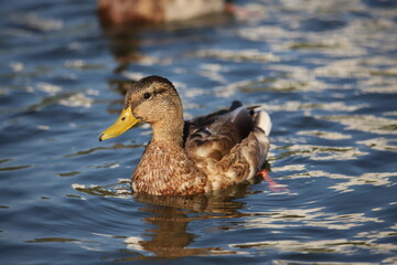 duck in the water