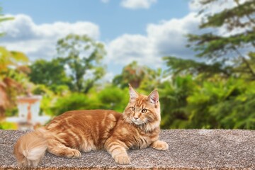 Obraz premium Playful cute small kitten outdoor