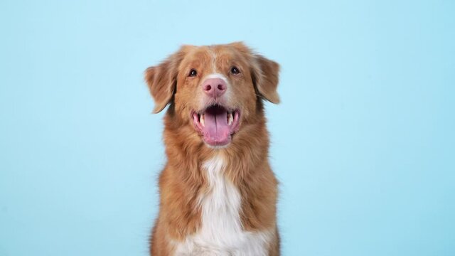dog close-up portrait. open mouth, breathing. Obedient Nova Scotia Duck Tolling Retriever on a blue background