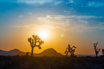 Mojave Desert Sunrise with mountains and Joshua trees