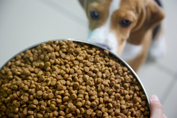 Beagle puppy is going to eat a full bowl of dog food, too big for him. Hungry dog, gluttony.