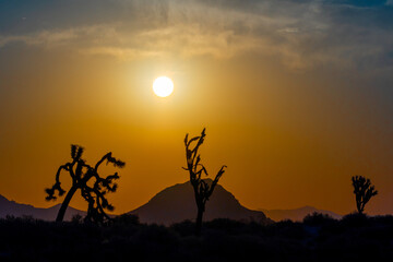 Mojave Desert Sunrise with mountains and Joshua trees