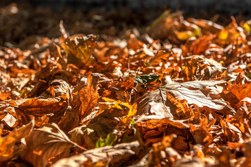 With the arrival of autumn, the leaves turn orange and fall