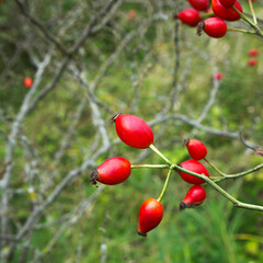 Dog-rose fruit. September. Treatment with medicinal plants