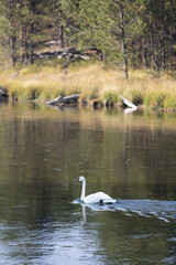 Naklejka na ściany i meble swan on the river