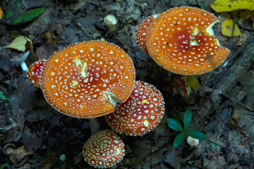 fly agaric mushrooms