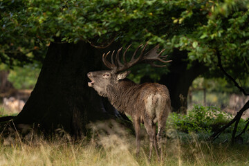 Red deer roar in the forest. Deer during rutting time. Autumn in the wildlife. European nature. 