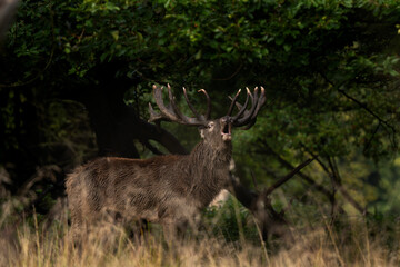 Red deer roar in the forest. Deer during rutting time. Autumn in the wildlife. European nature. 