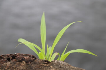 young green plant