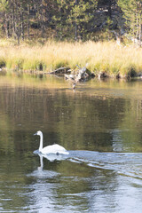 swans on the lake