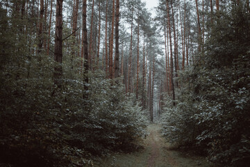 Fototapeta premium Fantasy green road to magic dark fairy tale forest.