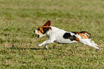 Beagle dog running and chasing coursing lure on field