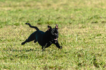 Staffordshire bull terrier flying while running on dog racing