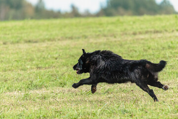 Dog running and chasing coursing lure on field
