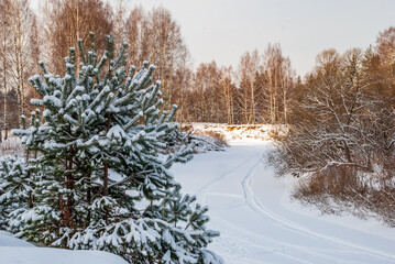 Winter landscape at sunset. The riverbed, spruce and birch trees are a truly Russian landscape.
