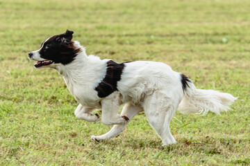 Fototapeta na wymiar Landseer dog running and chasing lure on field