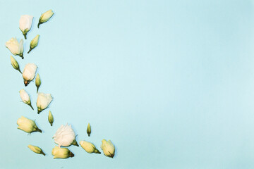 eustoma flowers spread out on a blue background, copy space