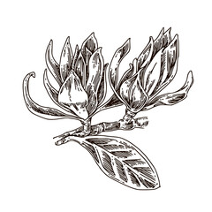 Two buds of magnolia champaka. Sketch. Engraving style. Vector illustration.