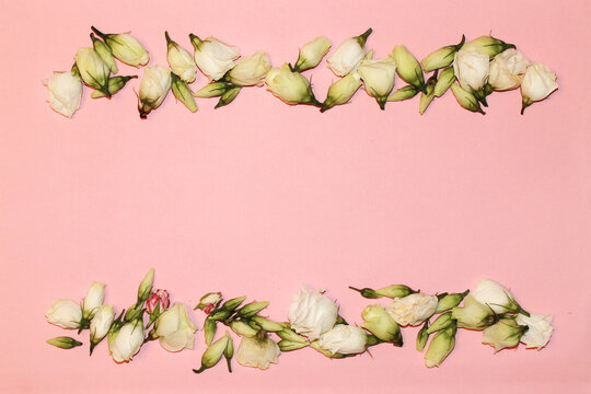 Eustoma Flowers Spread Out On A Pink Background, Copy Space