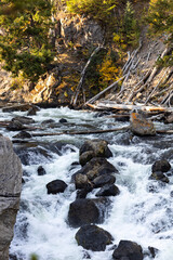 stream in the forest